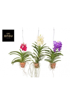 VANDA EN TERRACOTA C-14...