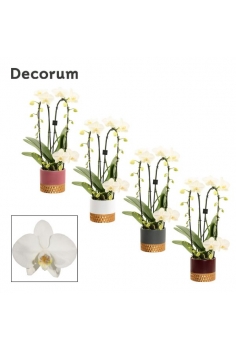 PHALAENOPSIS TWIRL CERAMICA...