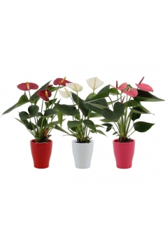 ANTHURIUM CERÁMICA MIX C-7...