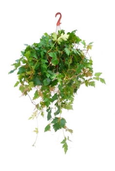 CISSUS EXTRA C-15...