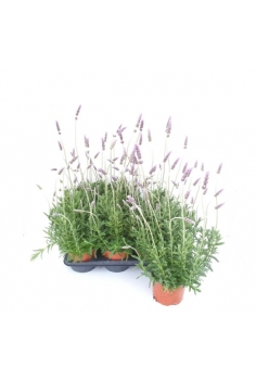 LAVANDULA DENTATA 2.5L...