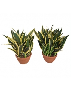 SANSEVIERIA CANNARY TARRINA...