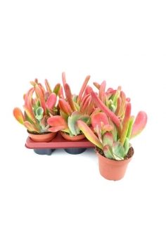 KALANCHOE ORICOLA C-13...