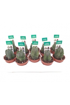 CACTUS BUDDHA C-5.5 (20uds)...