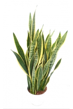 SANSEVIERA C-24 (alt:...