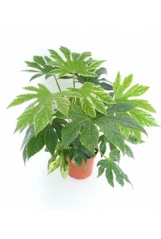 ARALIA SPIDERS WEB 3L...