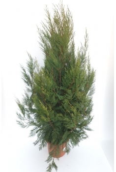 CUPRESSUS LEYLANDI 10L...