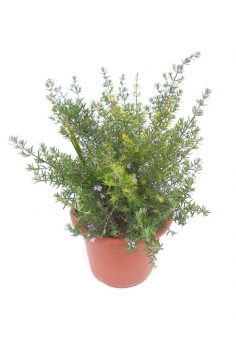 WESTRINGIA FRUCTICOSA...