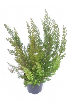 WESTRINGIA LONGIFOLIA...