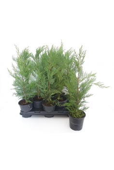 CUPRESUS LEYLANDII C-14...