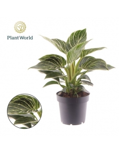 PHILODENDRON WHITE STRIPE...