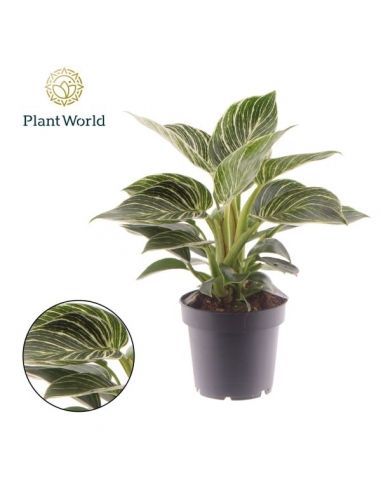 PHILODENDRON WHITE STRIPE C-12 (alt:...