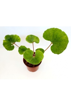 LIGULARIA C-17 (25-35cm)...