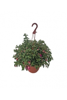 FUCSIA COLGADOR ROSA...