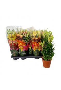 LILIUM MIX C-13 / 3 colores...