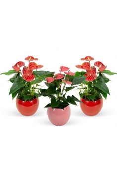 ANTHURIUM CERÁMICA BOLA MIX...