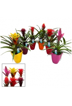 GUZMANIA CERÁMICA LUXE MIX...