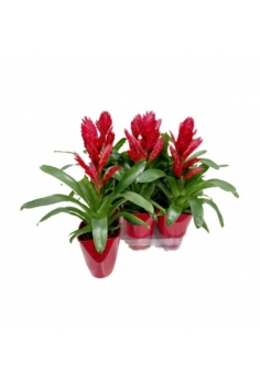 VRIESEA + TILLANDSIA...