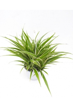 CLOROPHITUM COLGADOR C-20...