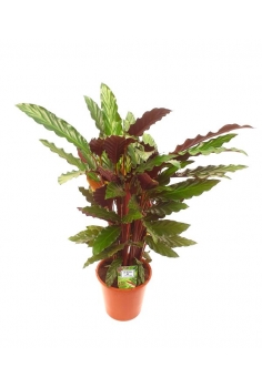 CALATHEA RUFIBARBA C-19...