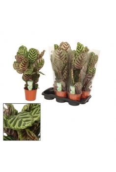 CALATHEA MAKOYANA C-19...