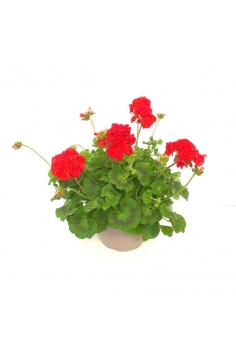 GERANIO ZONAL ROJO TARRINA...