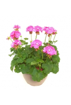 GERANIO ZONAL ROSA TARRINA...