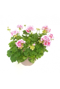 GERANIO ZONAL BICOLOR C-25...