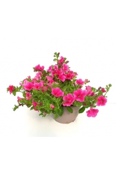 SURFINIA ROSA TARRINA C-25...