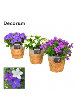 CAMPANULA JUTE C-15 (solo...