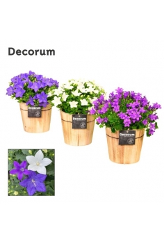 CAMPANULA MIX MADERA C-14...