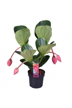 MEDINILLA MAGNÍFICA C-17 (4...