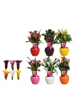 CALAS CERÁMICA MIX C-12...