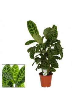 CALATHEA ZEBRINA C-19...