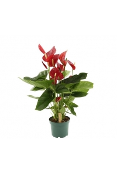 ANTHURIUM MELODIA C-17...