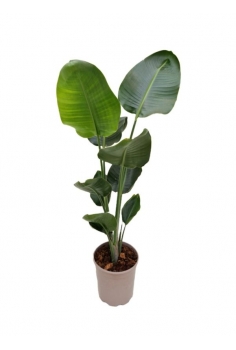 STRELITZIA AUGUSTA 6.5L...