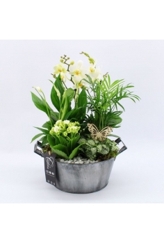 COMPOSICIÓN PHALAENOPSIS...