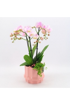 COMPOSICIÓN PHALAENOPSIS...