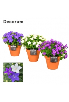 CAMPANULA MIX TIESTO DE...
