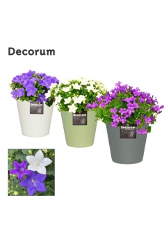 CAMPANULA CERÁMICA MIX C-15...