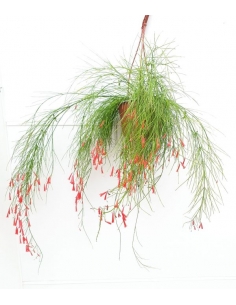RUSSELIA EKISETIFORMIS C-19...