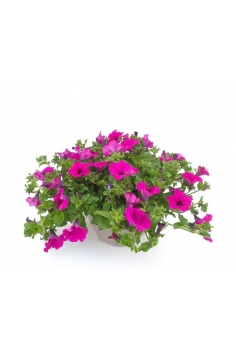 SURFINIA FUXIA SUBIDO...