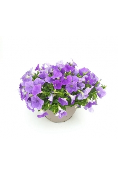 SURFINIA LILA TARRINA C-25...