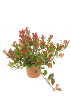 PHOTINIA LITTLE RED ROBIN...