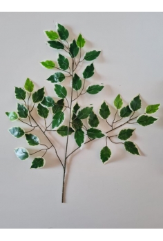 RAMA DE FICUS BENJAMINA...