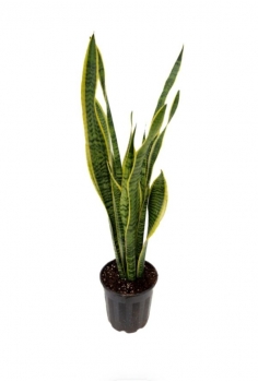 SANSEVIERIA 4L (alt: 80cm)...
