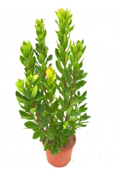 MADROÑO 5L (55-65cm)...