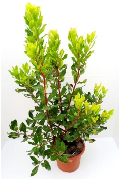 MADROÑO 10L (90-110cm)...