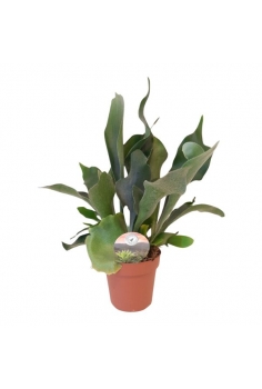 PLATYCERIUM C-12 (alt:...