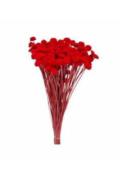 BOTÓN ROJO / largo: 60cm /...